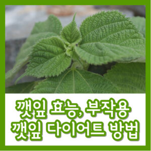 깻잎 효능 부작용 다이어트 방법