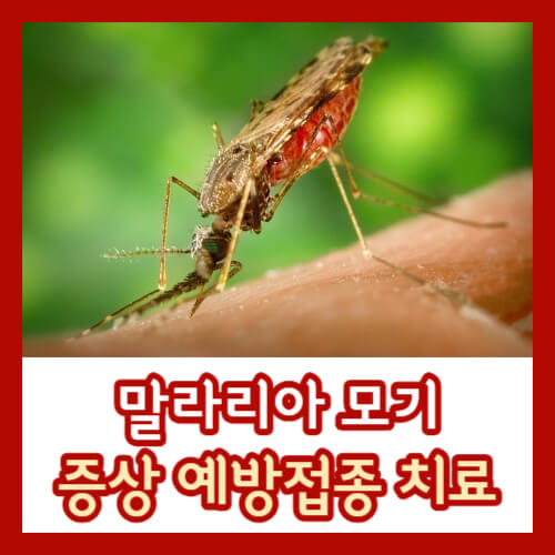 말라리아 모기 증상 예방접종 치료 섬네일