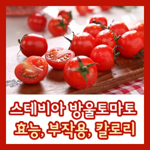 스테비아 방울토마토 효능 부작용 칼로리 보관 법 썸네일